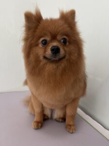 りょうくんのトリミング写真