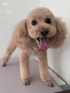 パルムくんのトリミング写真