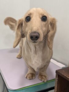 メイくんのトリミング写真