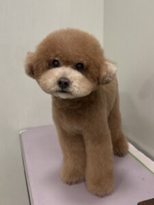 田んぼくんのトリミング写真