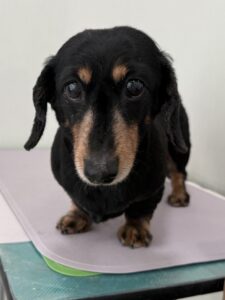 春(はる)ちゃんのトリミング写真