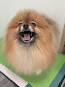 風(ふぅ)くんのトリミング写真