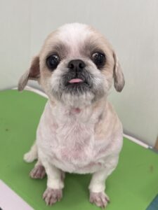 なな男(お)くんのトリミング写真