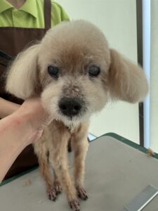 ２月８日のわんこたちの写真