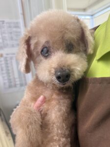 コロンくんのトリミング写真