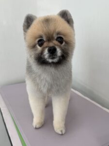 ２月９日のわんこたちの写真