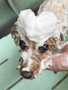 ラムちゃんのトリミング写真