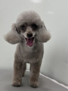 マイちゃんのトリミング写真