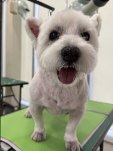 ミルくんのトリミング写真