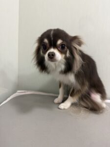 かりんちゃんのトリミング写真