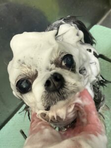 サニーちゃんのトリミング写真