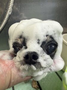 アースくんのトリミング写真