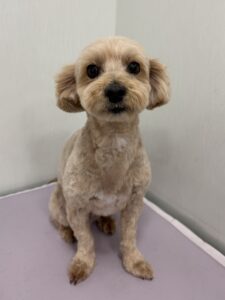 ルイくんのトリミング写真