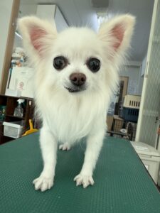 福(ふく)ちゃんのトリミング写真