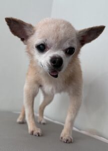 ミロくんのトリミング写真