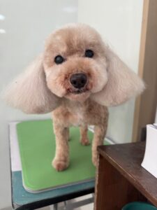 ららちゃんのトリミング写真