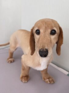 マロンくんのトリミング写真