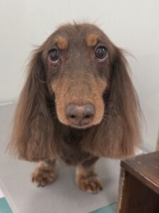 ジャスティくんのトリミング写真