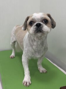 麦(むぎ)くんのトリミング写真