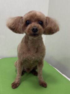 モカくんのトリミング写真