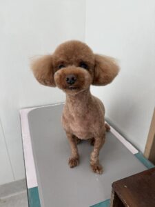 くうくんのトリミング写真