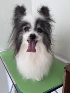 エルくんのトリミング写真