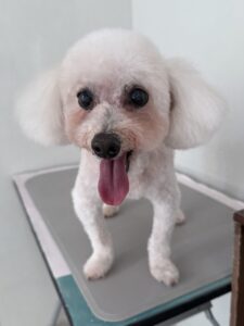 マロンちゃんのトリミング写真