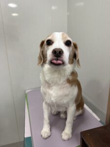 バムくんのトリミング写真