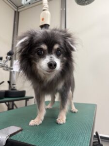 ソラくんのトリミング写真