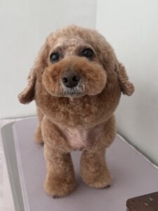 ムックくんのトリミング写真