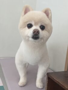 ぽこくんのトリミング写真