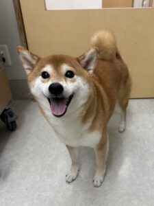 こなつちゃんのトリミング写真