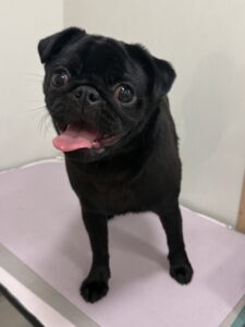 ルナちゃんのトリミング写真