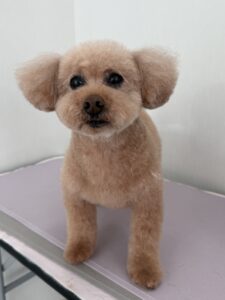 ぽこくんのトリミング写真