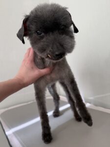 シオンくんのトリミング写真