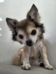 cocoa(ココア)ちゃんのトリミング写真