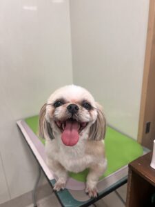 あめちゃんのトリミング写真