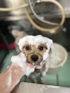 あんずちゃんのトリミング写真