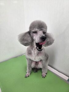 エディくんのトリミング写真