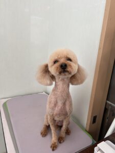 カイくんのトリミング写真