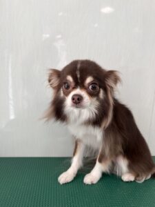 かりんちゃんのトリミング写真