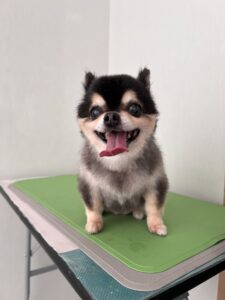 小梅(こうめ)ちゃんのトリミング写真