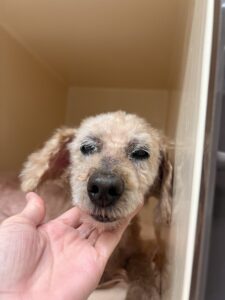 ここちゃんのトリミング写真