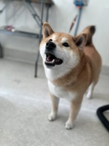 こむぎちゃんのトリミング写真