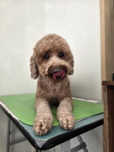 ころもくんのトリミング写真