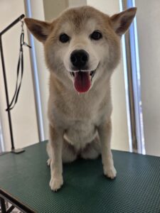 さくらちゃんのトリミング写真