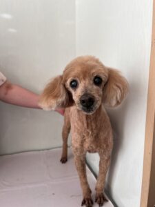 さすけくんのトリミング写真