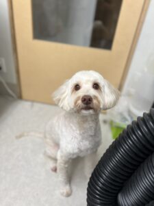 シェピちゃんのトリミング写真