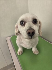 駿介(しゅんすけ)くんのトリミング写真