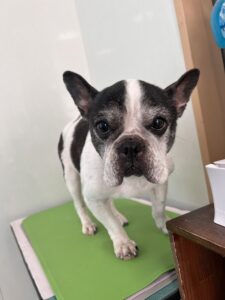 樹音（じゅのん）ちゃんのトリミング写真